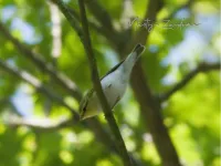 Fluiter [Phylloscopus sibilatrix] - Vrouwenpolder Zeeland (22mei2026)   